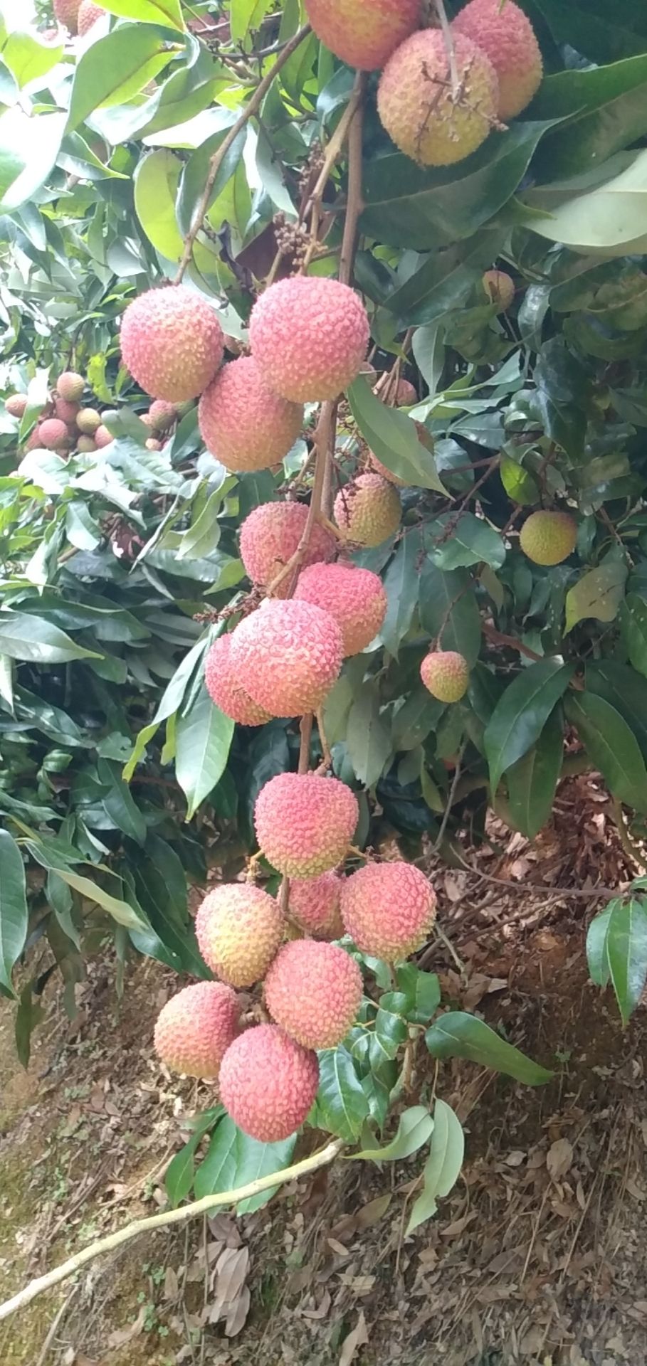  妃子笑荔枝，口感好，甜味，新鲜果园，现场摘