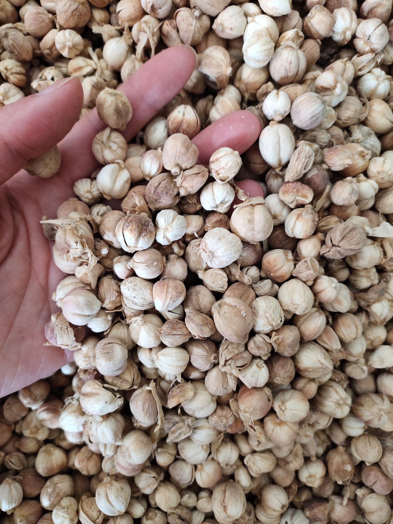 白蔻 白豆蔻香料火锅底料