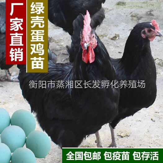 衡阳高产黑羽绿壳蛋鸡苗， 抗病抗寒力强，质量保证，全国包邮