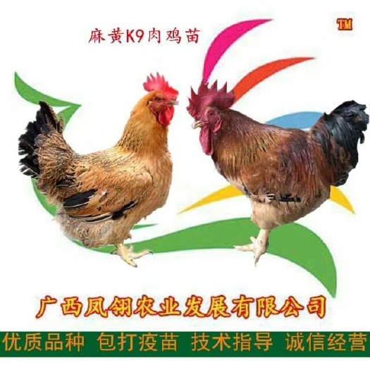 遵义K9鸡苗 k9  出壳苗   出壳包打疫苗