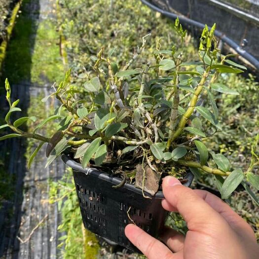 龙陵县铁皮石斛盆栽 云南铁皮石斛，基地盆栽石斛，20盆以上批发价发货