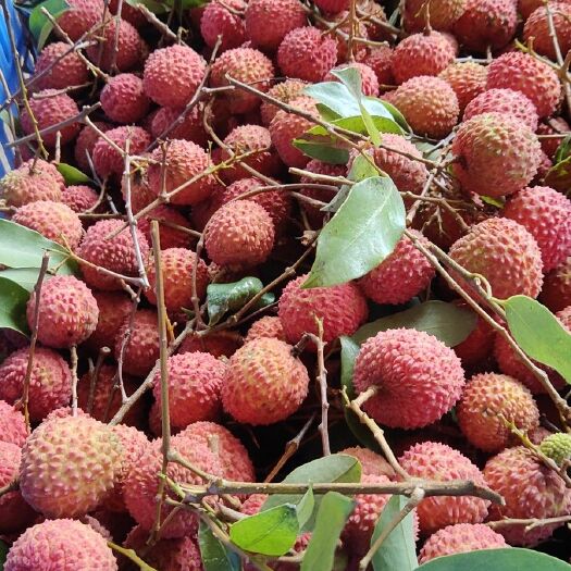 东莞市桂味荔枝 东莞本土自家果园桂味