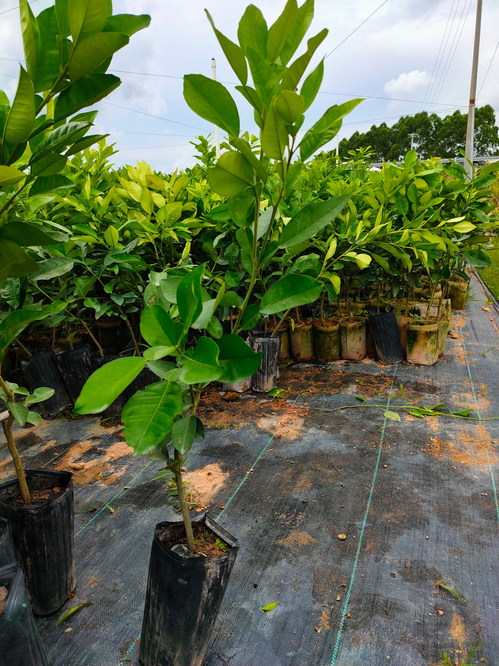 红宝石柚苗  红宝石柚子苗，正品嫁接苗，带营养杯发货