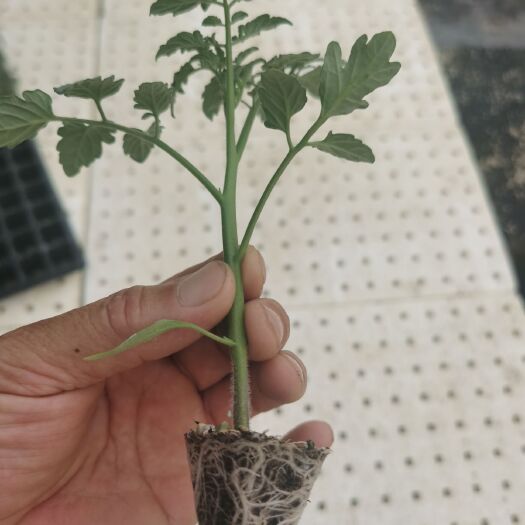 寿光市樱桃西红柿苗  植株长势强耐高温壮易管理抗病强果实粉色口不感好硬度高萼片美观