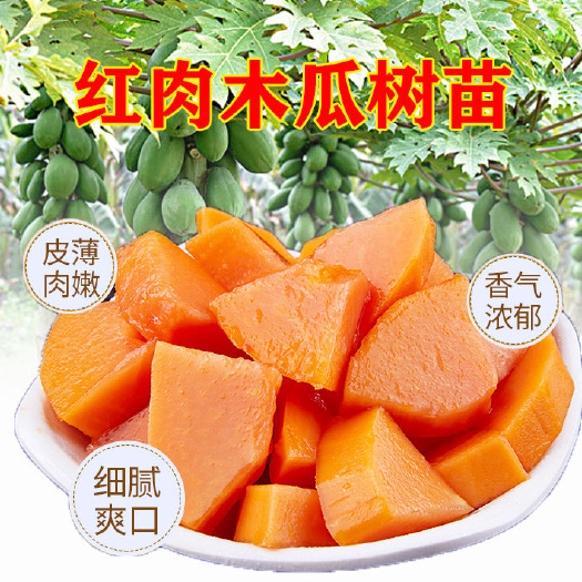 灵山县 两棵装水果木瓜苗当年结果盆栽广西红心木瓜树苗矮化果树苗南方带