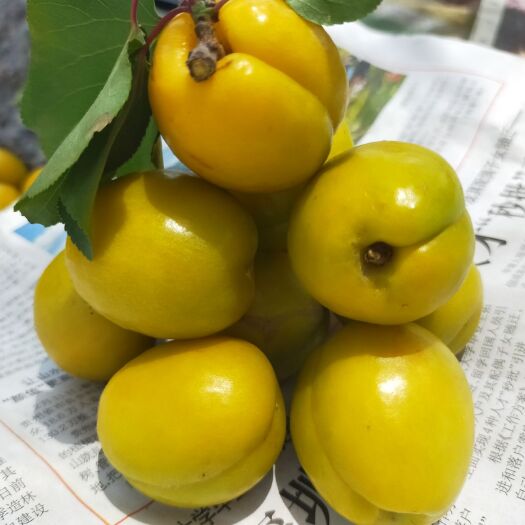 新泰市珍珠油杏 30-40mm