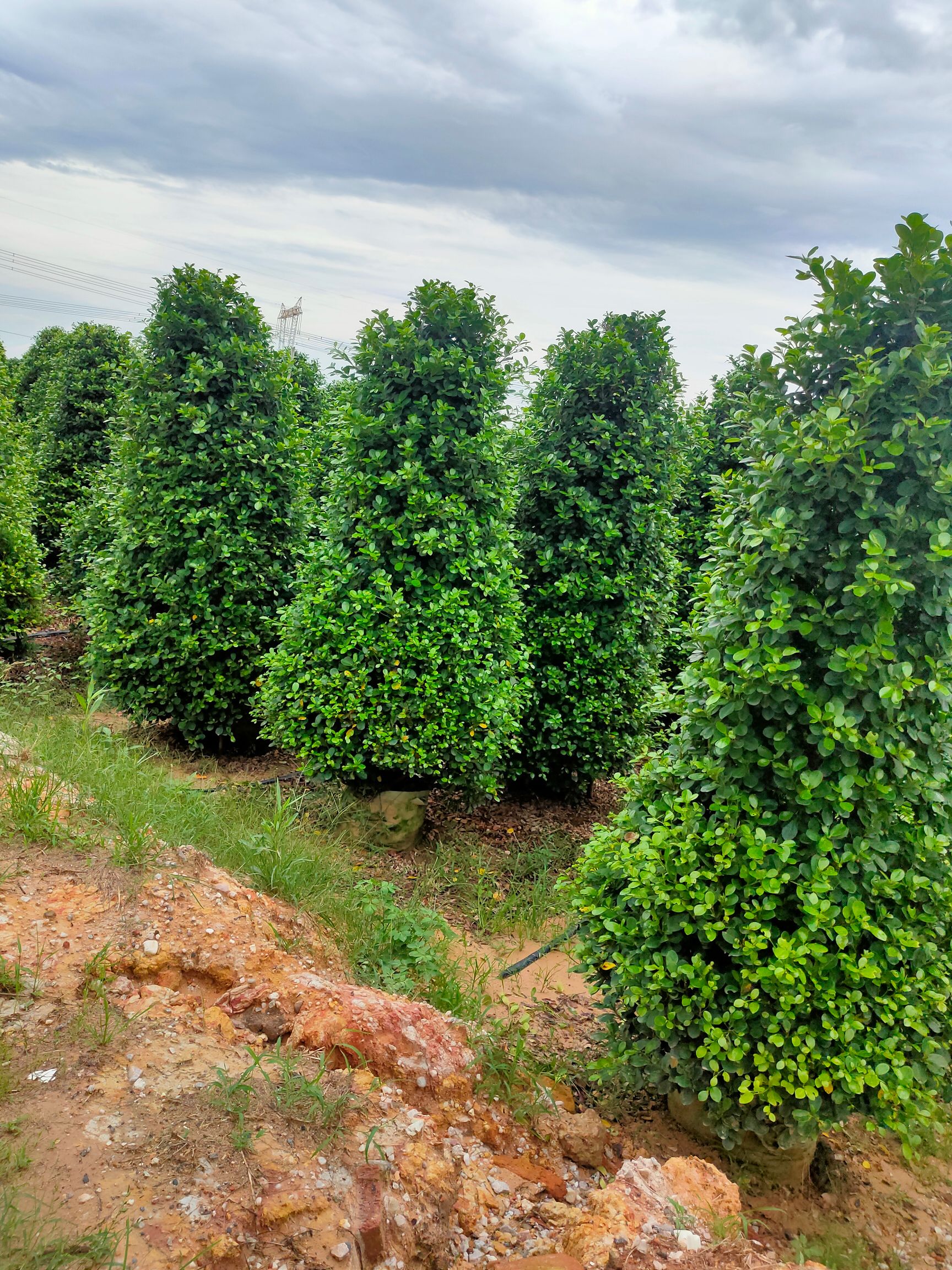 [ 火山榕]大量上市,货源充足,欢迎大家前来选购!