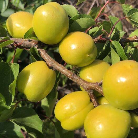 新泰市 珍珠油杏