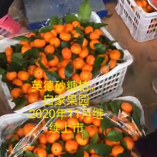 英德市 英德砂糖桔，自家果园砂糖桔产地，又砂又甜的正宗沙糖桔