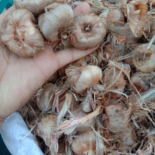 亳州 藏红花种球