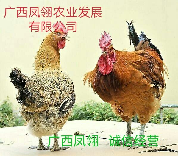 遵义 青脚麻鸡苗  出壳苗  出壳包打疫苗