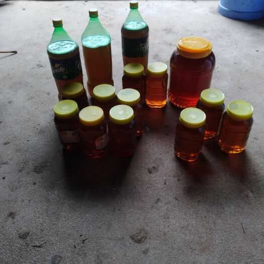 于都县 森山老林的土蜂蜜