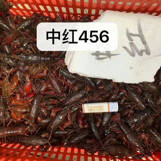 潜江市青壳小龙虾 一手货源！高规格！高质量精养虾价