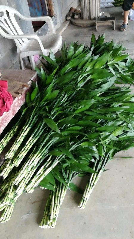 富贵竹 中竹 杆粗叶片好