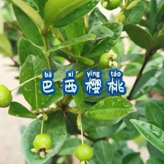 灵山县巴西樱桃苗  巴西甜樱桃苗