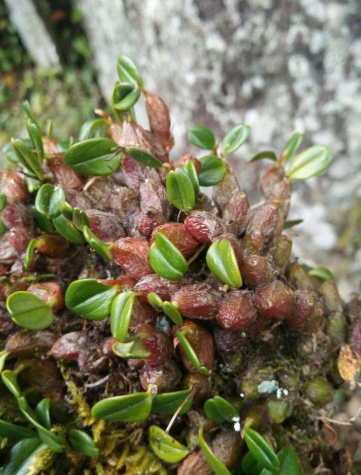 又名石上虾!],欢迎有需要的老板进店逛逛.
