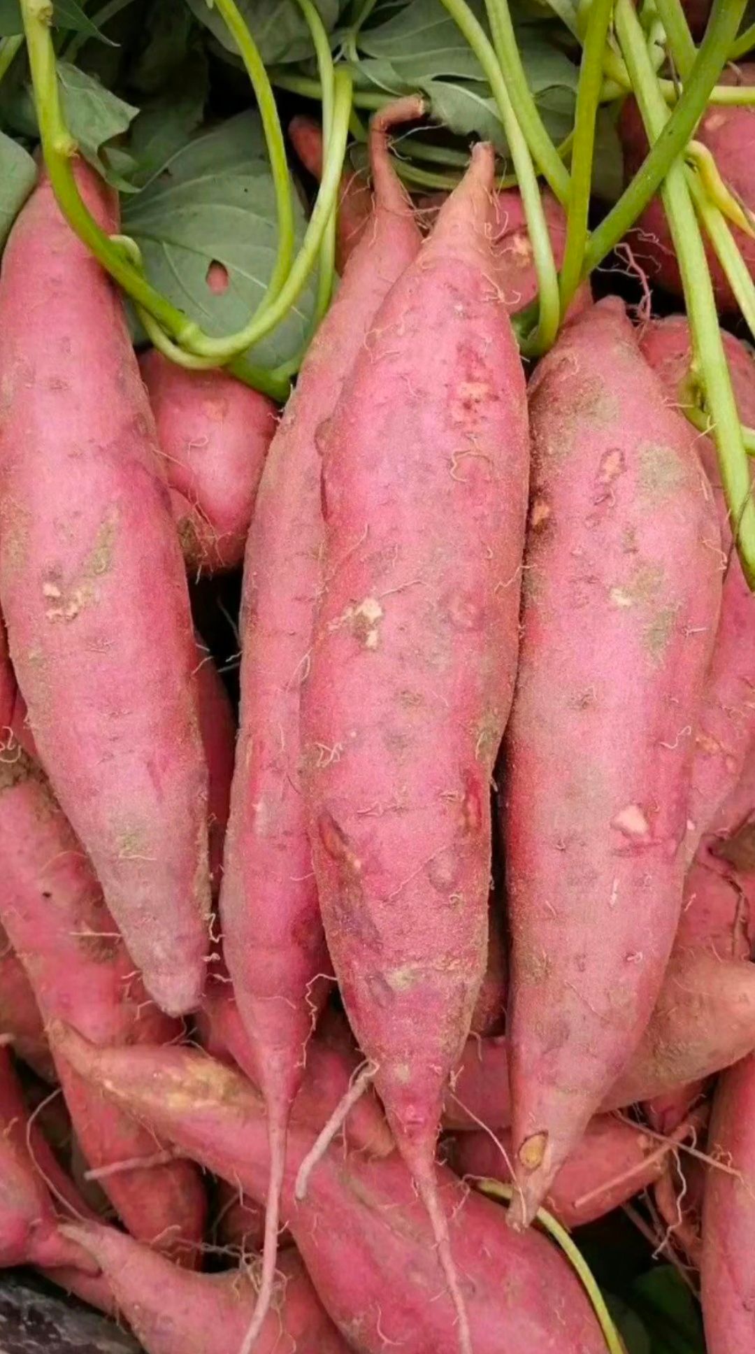  西瓜红红薯  六鳌密薯 番薯 地瓜 支持一件代发