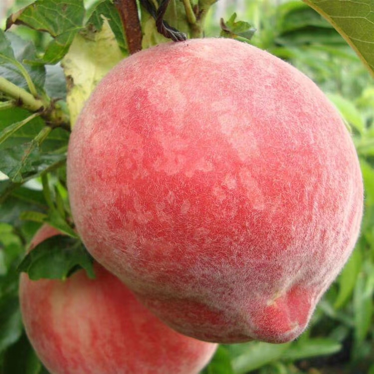  毛桃大量上市了