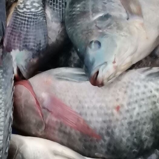 吉富罗非鱼  保质保量
