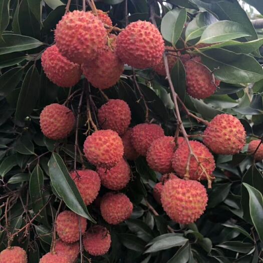 广州 广州增城桂味荔枝上市啦