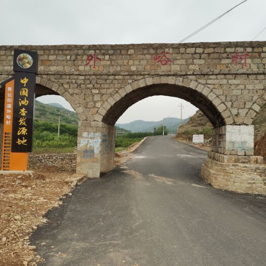 新泰市 珍珠油杏