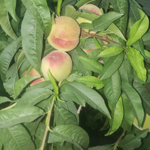 开封 我处河南开封，实力代办多年瓜果蔬菜，品种有西瓜，毛桃，油桃
