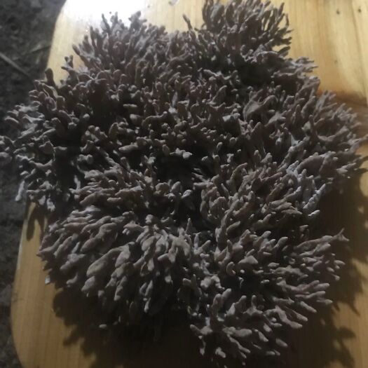 庆元县龙爪菇 鲜货 人工种植 箱装