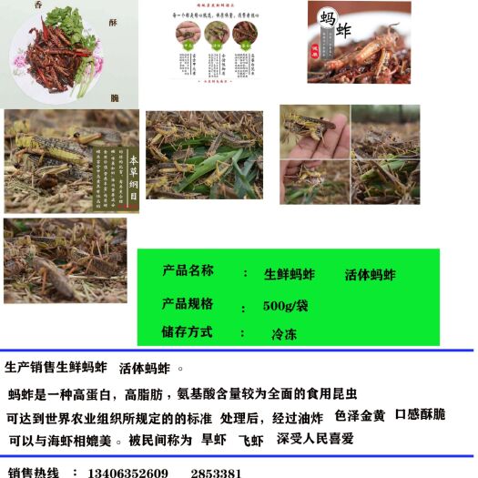 临清市东亚飞蝗 活体蚂蚱，速冻鲜蚂蚱