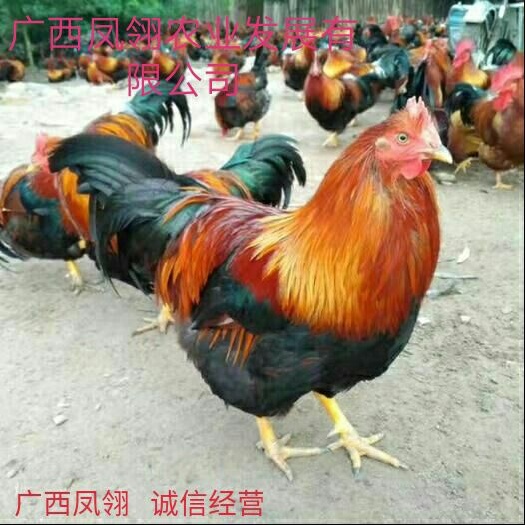 遵义 青远嘛鸡苗  出壳苗  出壳包打疫苗