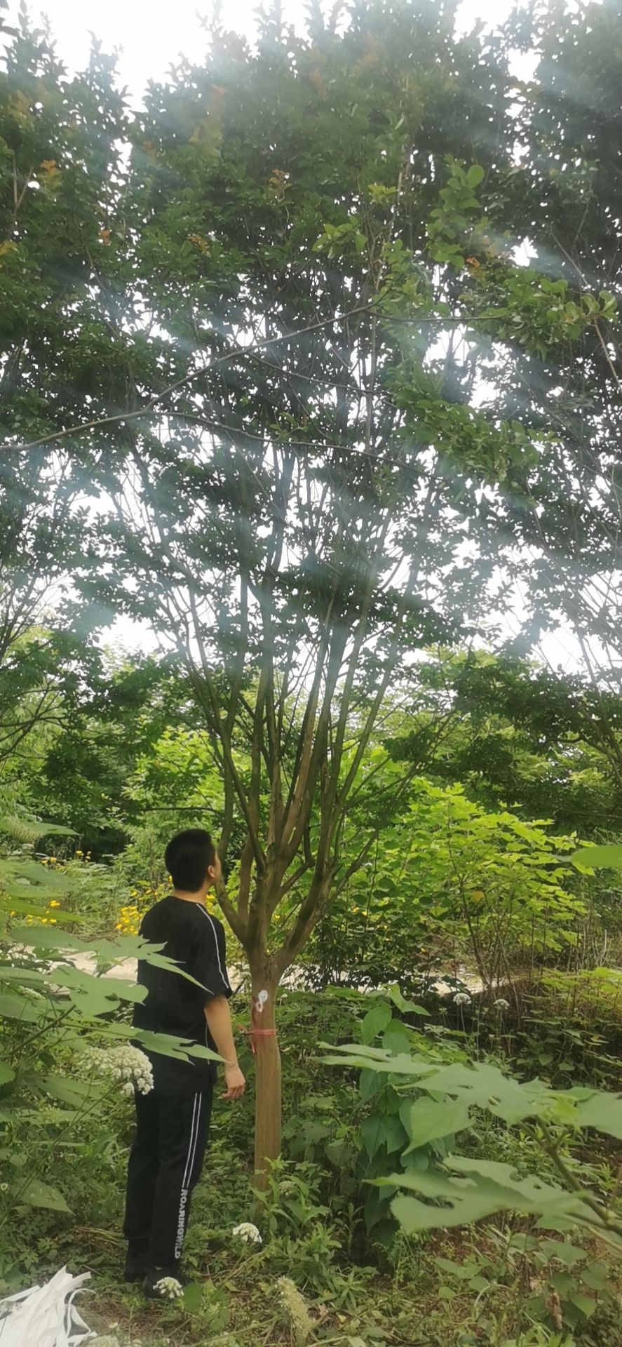 12公分紫薇价格900