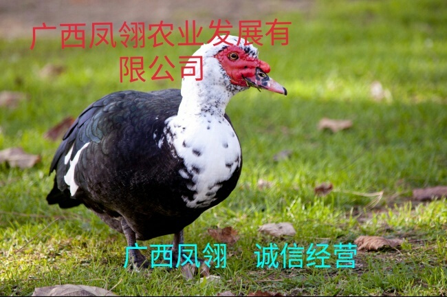 遵义 番鸭苗  出壳苗  出壳包打疫苗