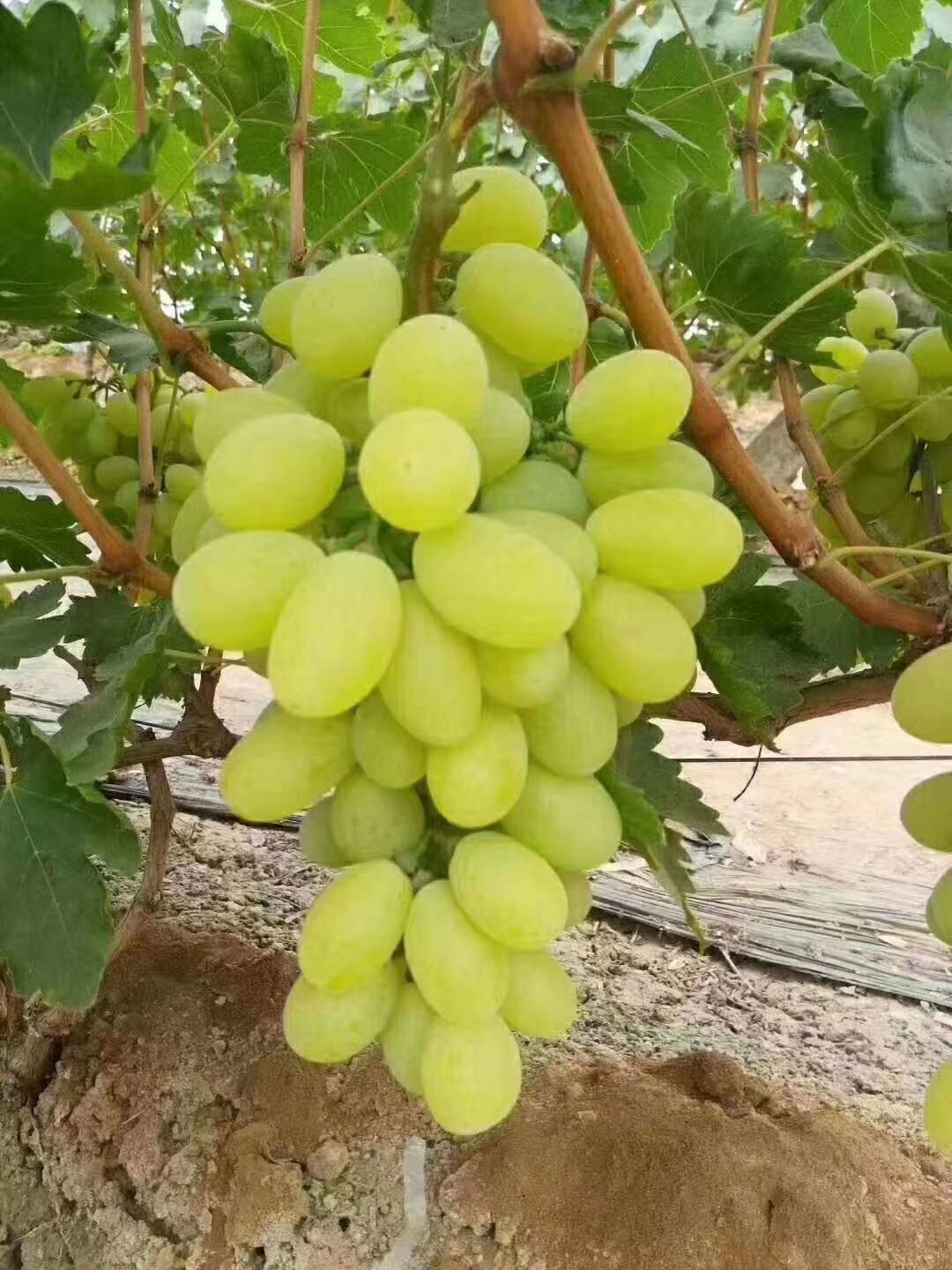  各种葡萄大量有货