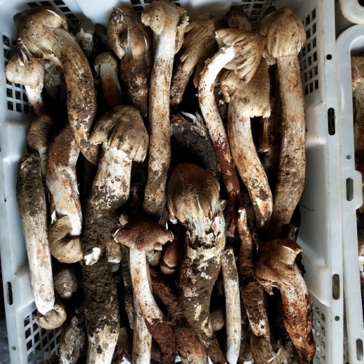 楚雄市鸡枞菌  新鲜鸡枞好货不贵便宜了