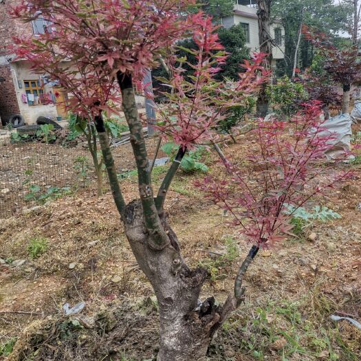 全州县日本红枫