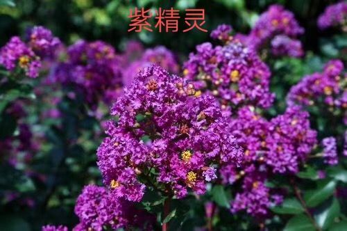 益阳 紫叶紫薇、美国三红紫薇、紫精灵紫薇等大量花海小苗供应！