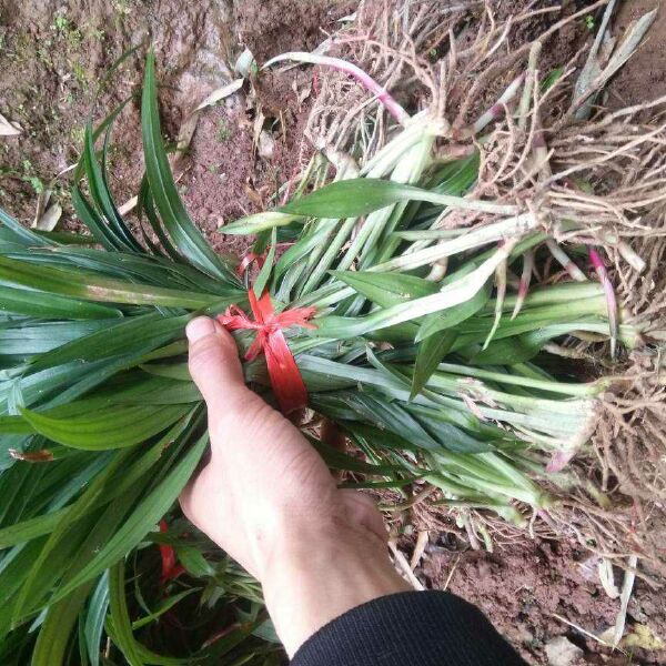 吉祥草，观音草，紫衣草