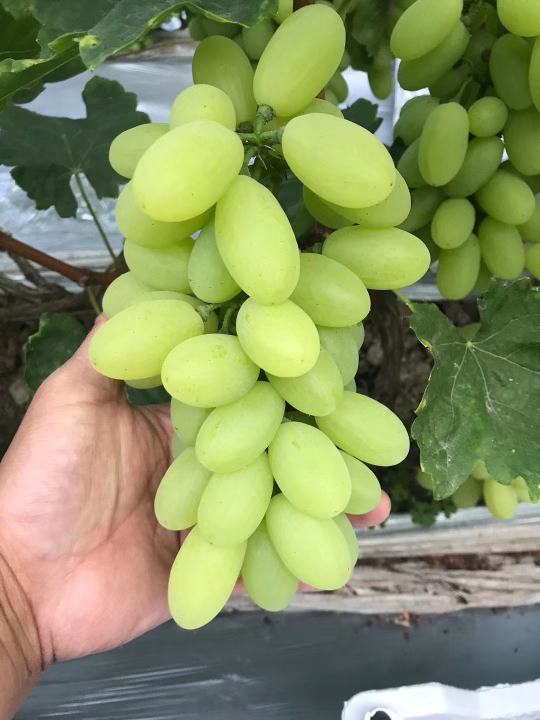  各种葡萄大量有货
