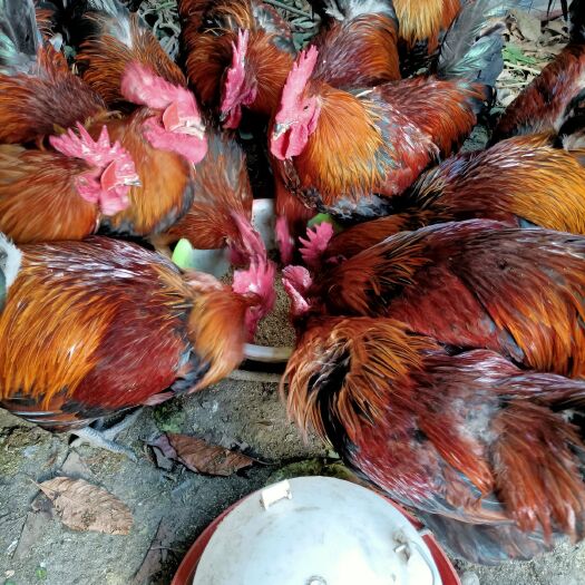 都江堰市 9个月的放养血毛土鸡，存粮食喂养