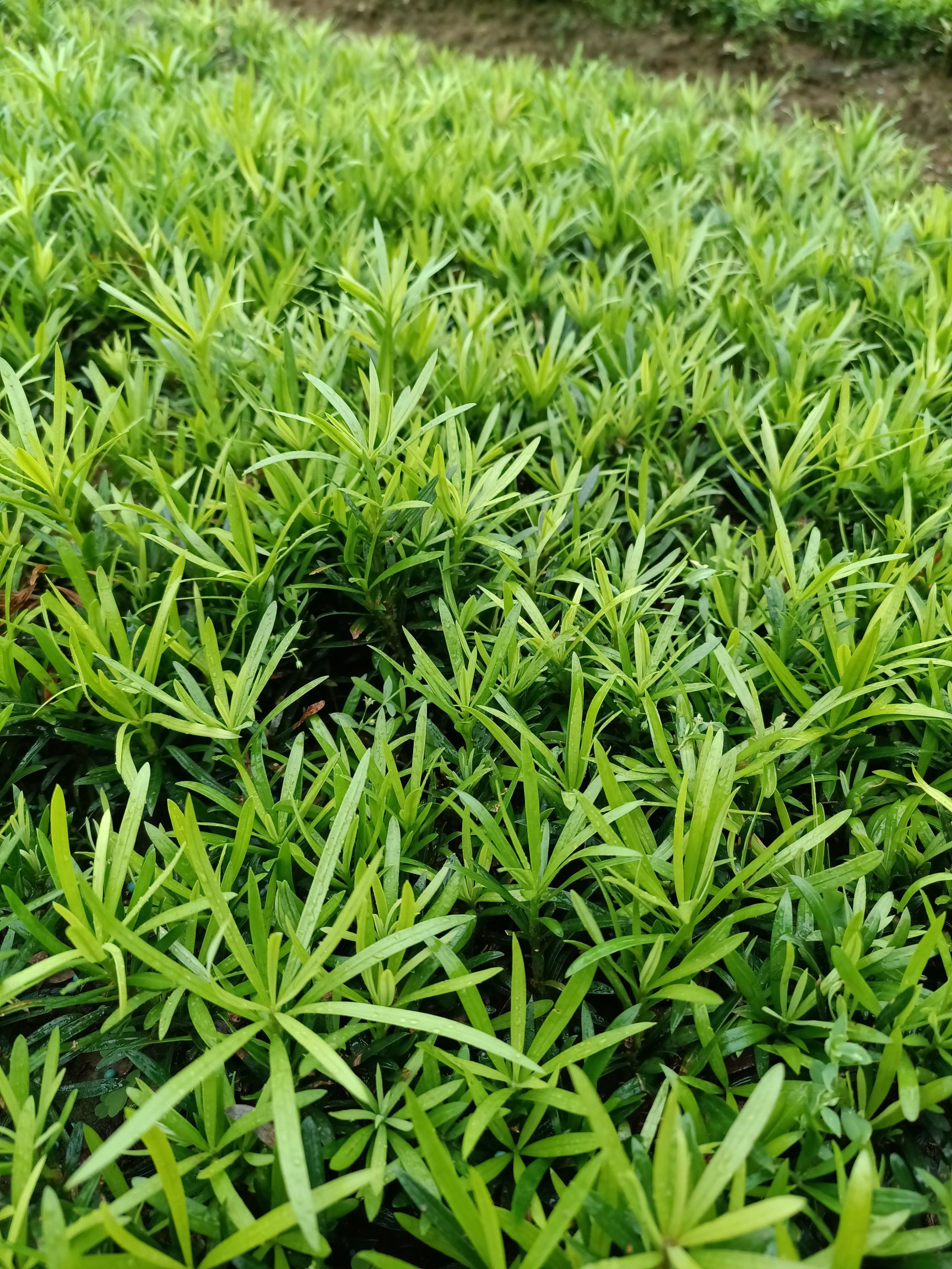 雀舌罗汉松，雀舌罗汉松，雀舌罗汉松