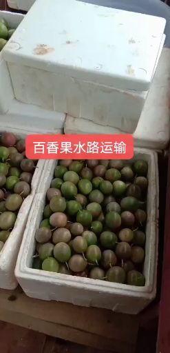  百香果（自家果园种植300亩）