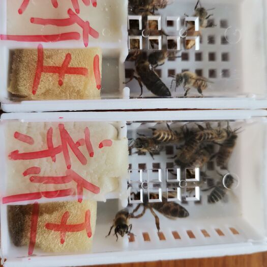德清县中华蜜蜂  中蜂王，产卵王，太湖中蜂王，种王，新开产王
