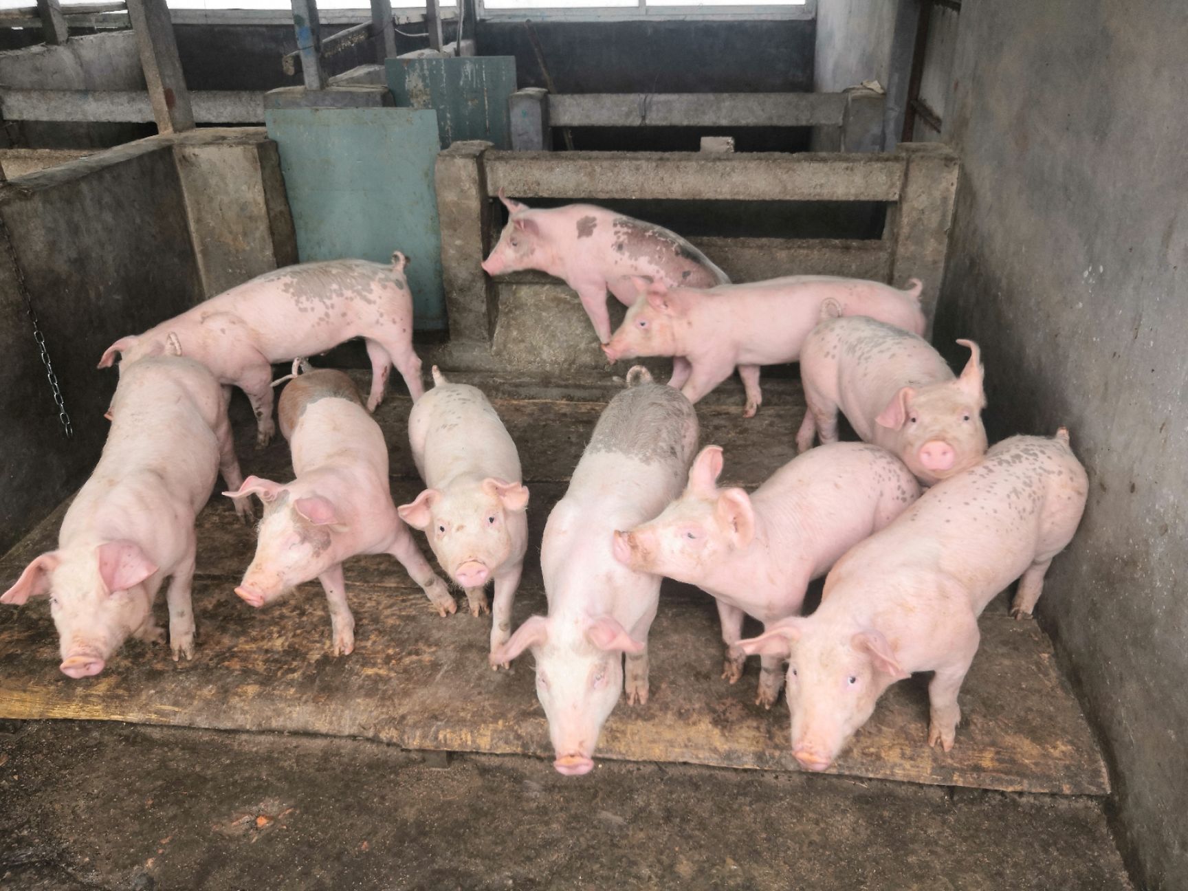 灌南县杂交猪苗  高产二元母猪，母性好，产仔多。