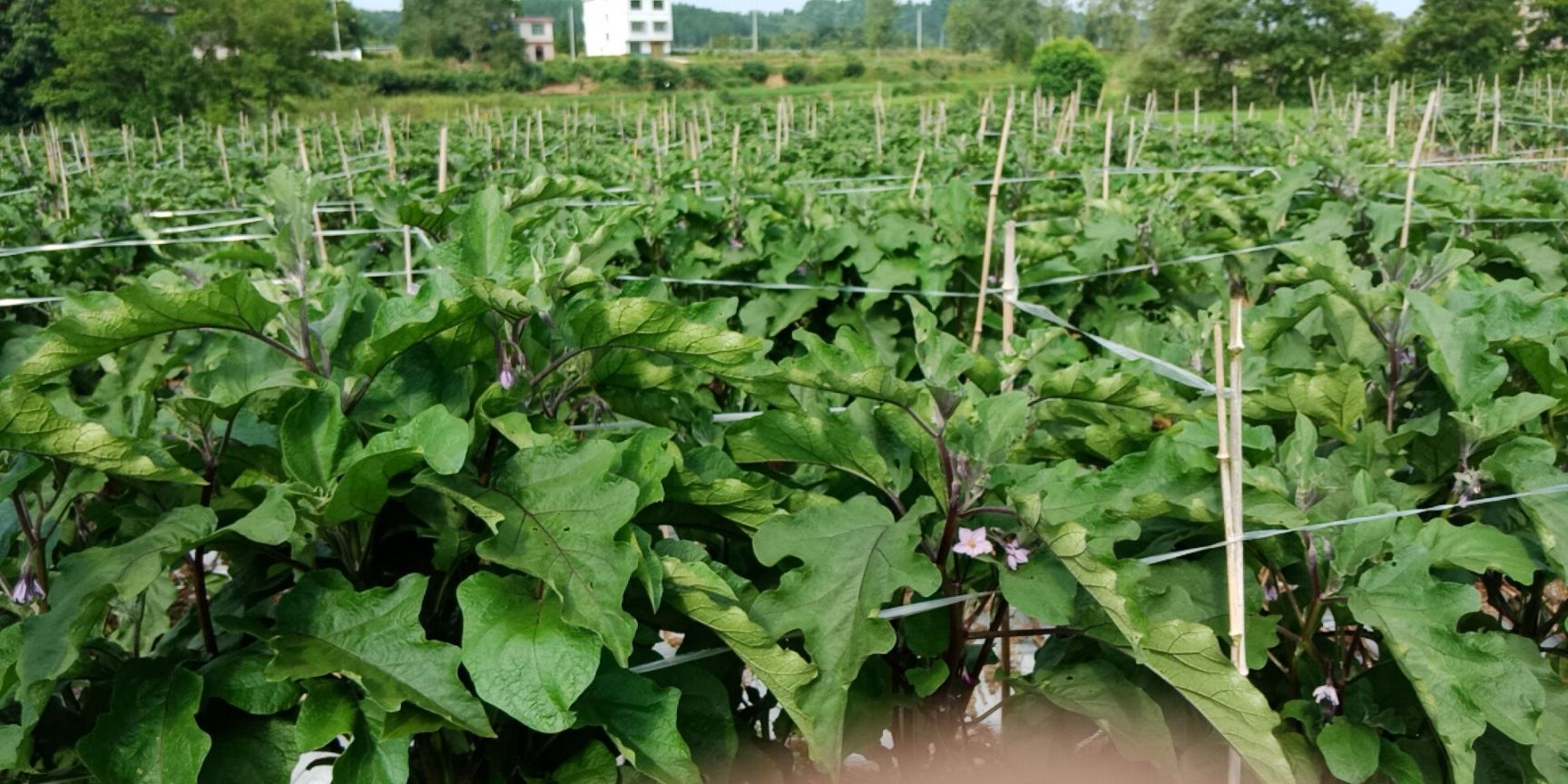 紫长茄 长茄