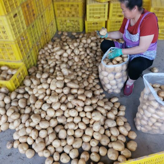  红皮黄皮土豆