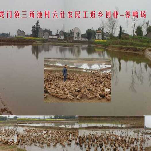 南充 纯绿色天然养值鸭蛋，荣获国籍微型企业绿色食品安全环保奖