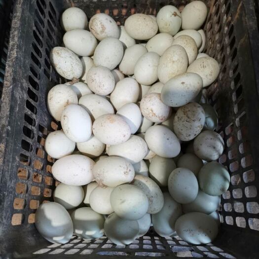 菏泽青皮鸭蛋 食用 箱装