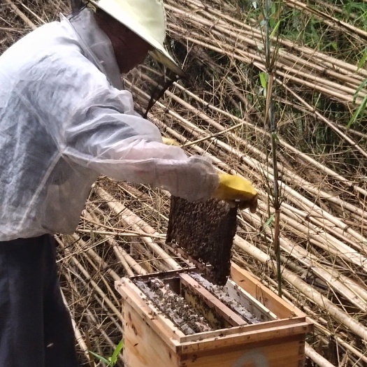 宜丰县 大山里养蜂，青山绿水，大自然，买蜂蜜再送土特产！