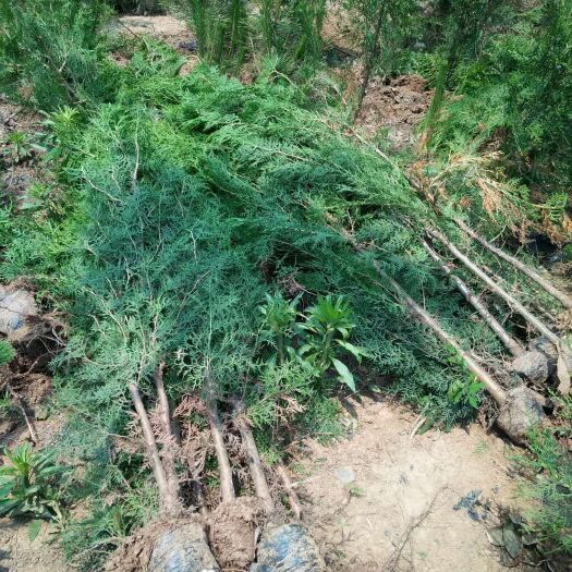 莒南县柏柏  高度1.5米侧柏苗