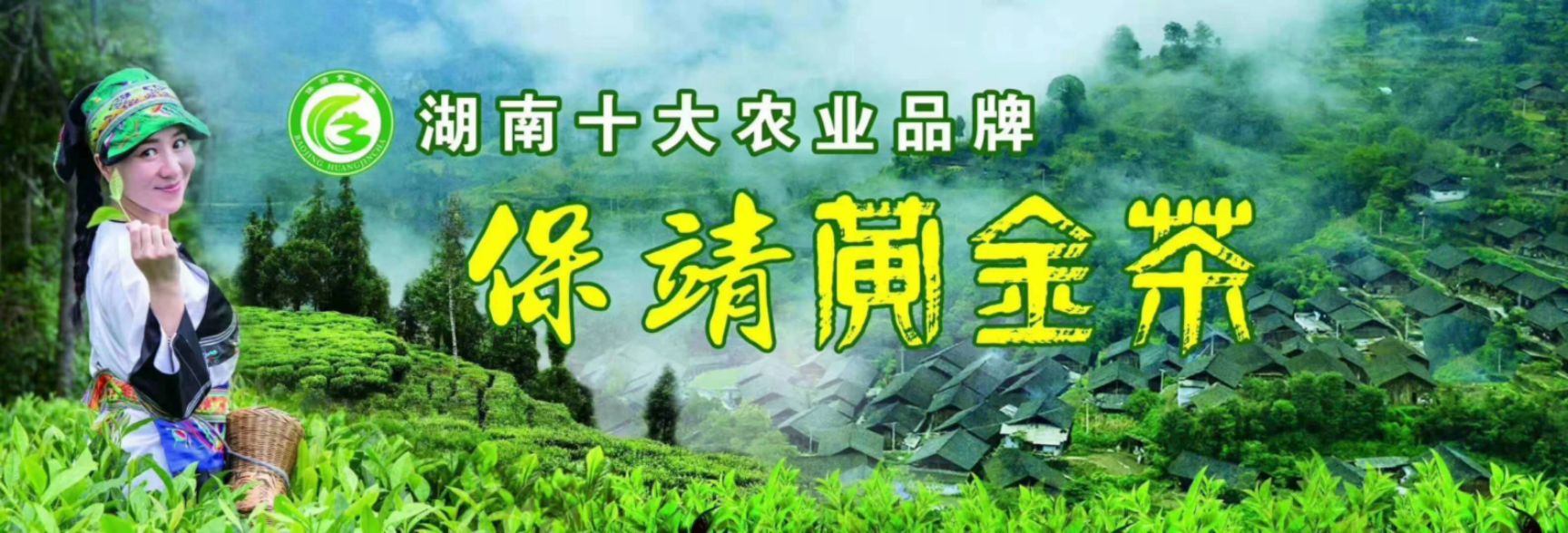 2026新茶   保靖黄金茶老树茶 湘西保靖黄金茶原产地