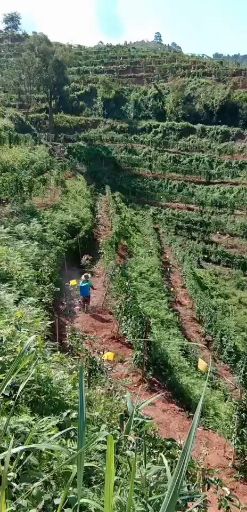  百香果（自家果园种植300亩）